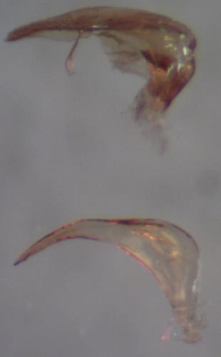 Sigara falleni
